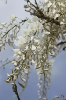 WISTERIA floribunda 'Alba' - image 2