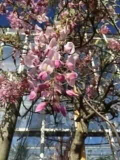 WISTERIA floribunda 'Rosea' - image 2
