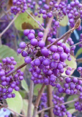 CALLICARPA bodinieri 'Profusion' - image 2