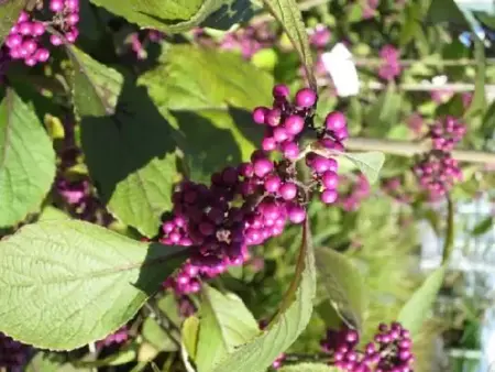 CALLICARPA bodinieri 'Profusion' - image 1