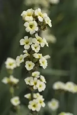 SISYRINCHIUM striatum