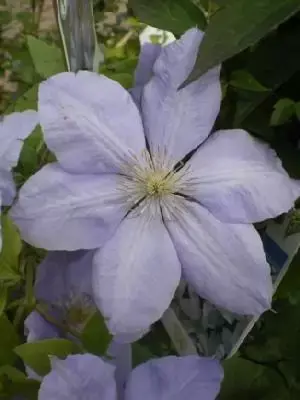 CLEMATIS 'Mrs Cholmondeley'