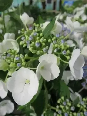 HYDRANGEA macrophylla 'Libelle'