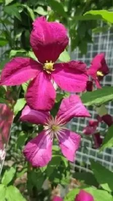 CLEMATIS 'Madame Julia Correvon' - image 1