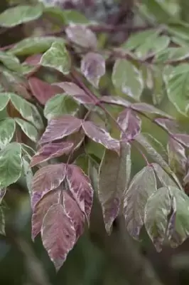 ARALIA elata 'Variegata' - image 5
