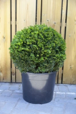 TAXUS x media 'Groenland - Provender Nurseries - Wholesale Nursery in  Swanley, Kent