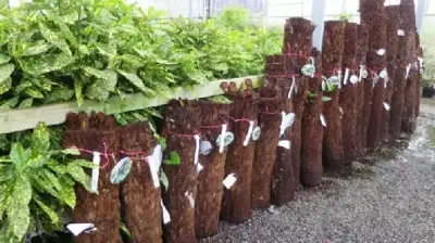 DICKSONIA antarctica