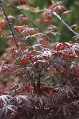 ACER palmatum 'Skeeters Broom' - image 5