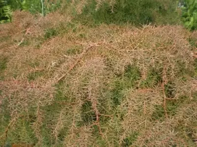 CRYPTOMERIA japonica 'Elegans'