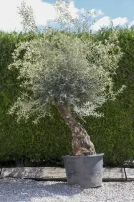 OLEA europaea