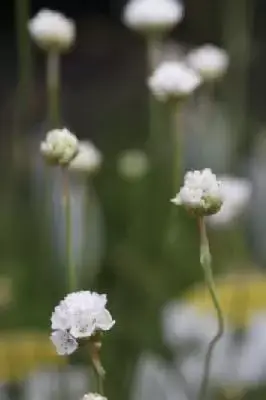 ARMERIA maritima 'Alba' - image 2
