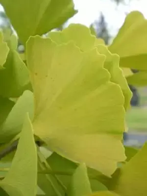 GINKGO biloba 'Fastigiata Blagon'