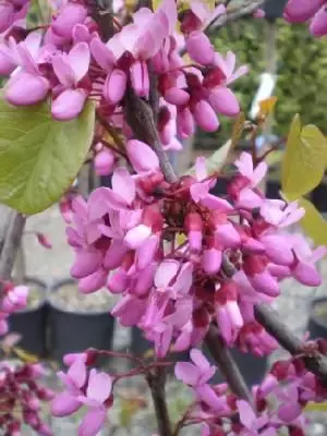 CERCIS siliquastrum