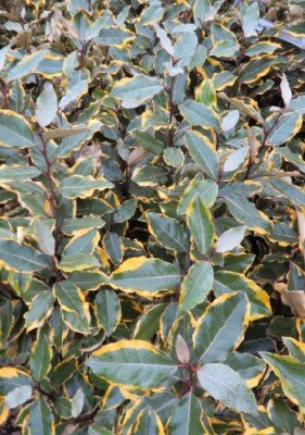 ELAEAGNUS x ebbingei 'Viveleg' - image 2