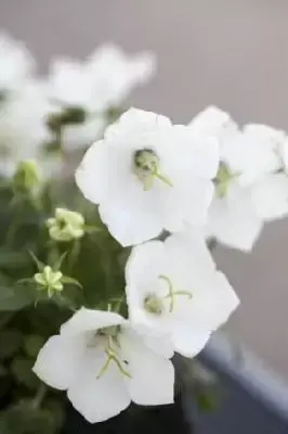 CAMPANULA carpatica 'White Clips'