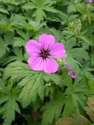 GERANIUM 'Patricia'