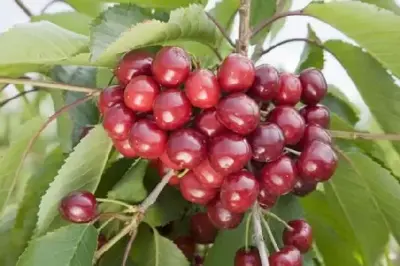 Prunus avium 'Summer Sun' (Cherry)