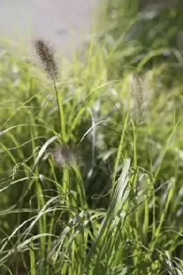 PENNISETUM alopecuroides