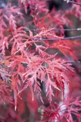 ACER palmatum dissectum 'Orangeola'