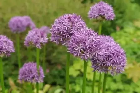 ALLIUM hollandicum 'Purple Sensation' - image 1