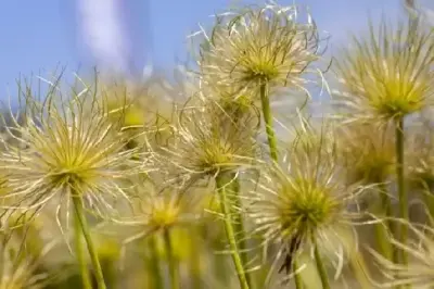 PULSATILLA vulgaris 'Alba'