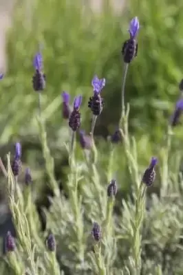 LAVANDULA stoechas 'Papillon'