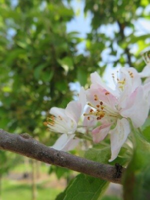 CRATAEGUS monogyna