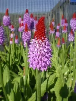 PRIMULA vialii
