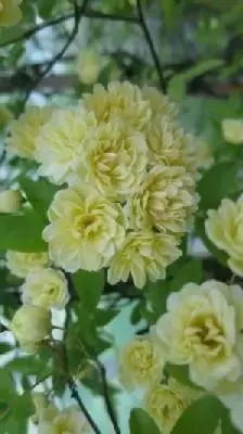 ROSA banksiae 'Lutea' - image 1