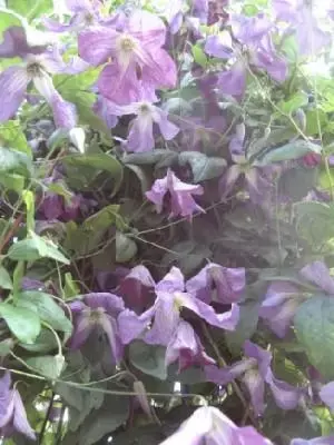 CLEMATIS viticella
