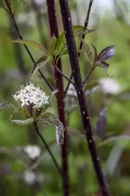 CORNUS alba 'Kesselringii'