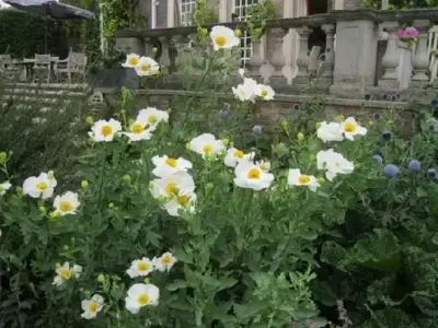 ROMNEYA coulteri - image 3
