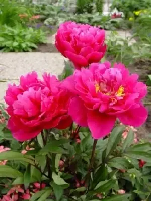 PAEONIA lactiflora 'Karl Rosenfield'