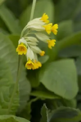 PRIMULA veris - image 2