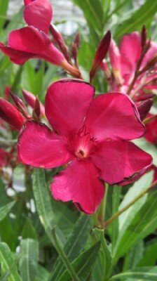 NERIUM oleander Red