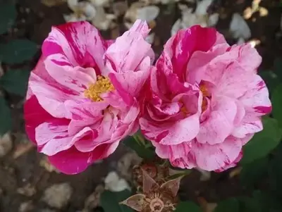 ROSA mundi