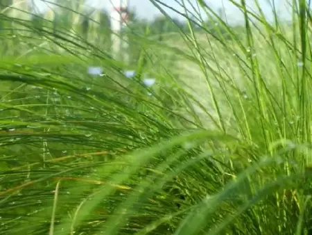 STIPA tenuissima - image 1