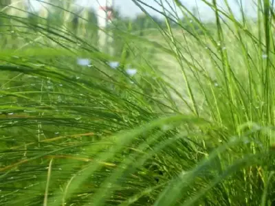 STIPA tenuissima