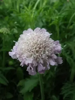 SCABIOSA 'Pink Mist'