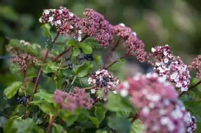 VIBURNUM tinus - image 4