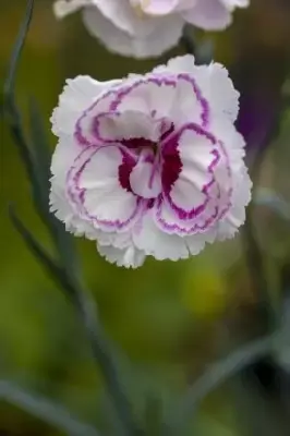 DIANTHUS 'Grans Favourite'