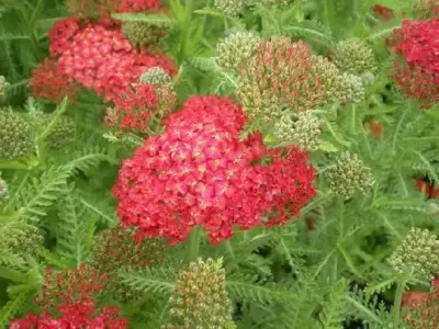 ACHILLEA 'Fanal'