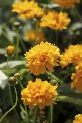 COREOPSIS grandiflora 'Early Sunrise'