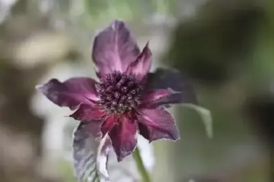 MONARDA 'Fireball'