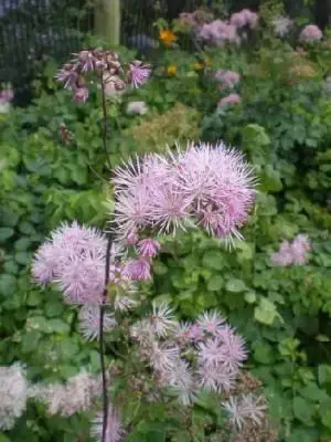 THALICTRUM aquilegiifolium - image 1
