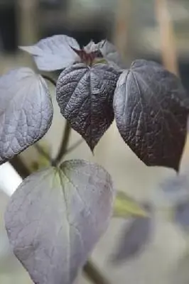 CATALPA erubescens 'Purpurea'