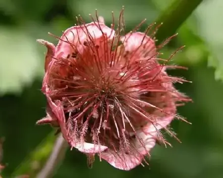 GEUM rivale