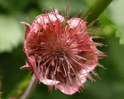 GEUM rivale
