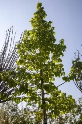 CORYLUS colurna