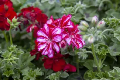 BEDDING Geraniums & Pelargoniums